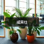 威莱仕（图2）