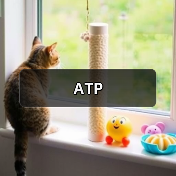 ATP（图3）