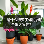 是什么浇灭了你的求职希望之火呢？（图3）