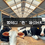 如何以“色”吸引HR（图1）